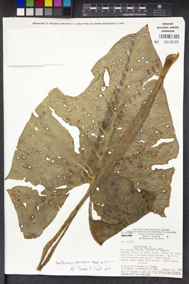 Xanthosoma striolatum flower