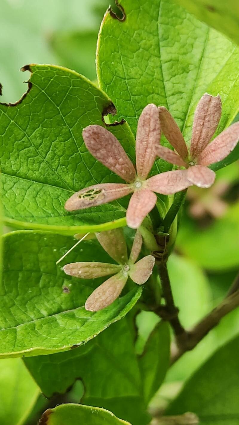 Diabelia spathulata other