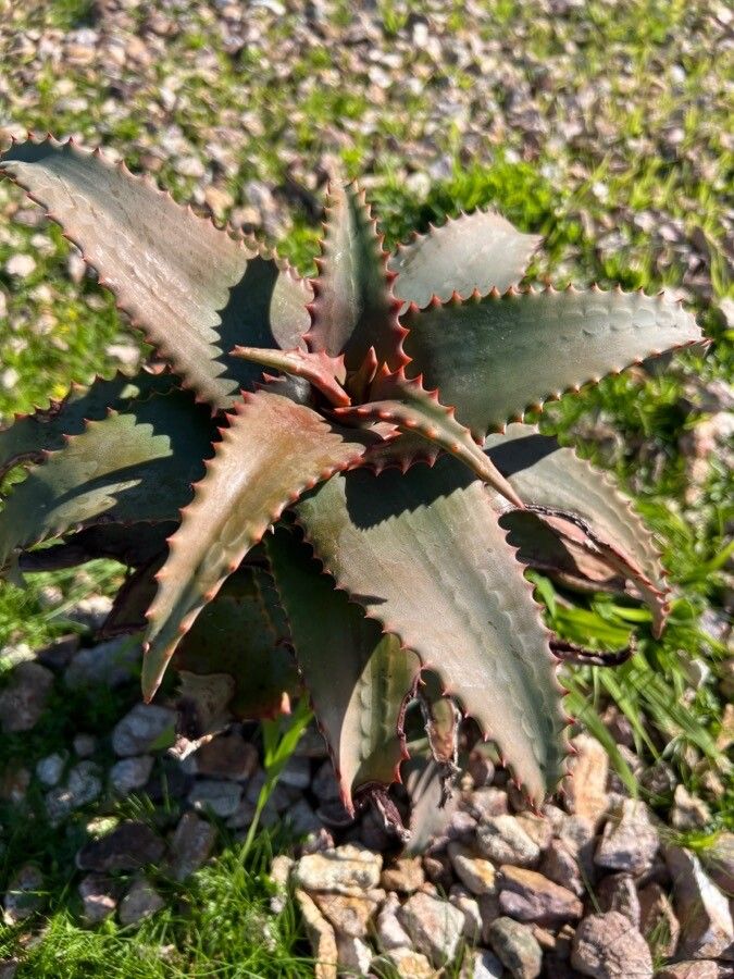 Aloe elgonica — search result for 'Kenya'