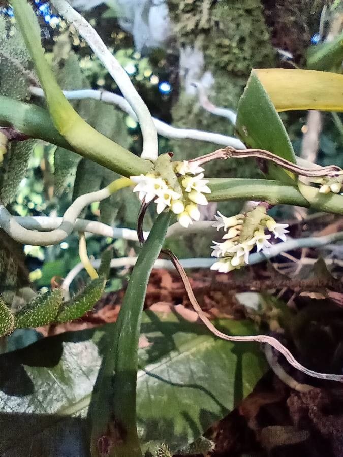 Campylocentrum jamaicense flower