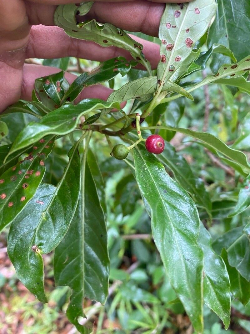 Psychotria chiriquina fruit