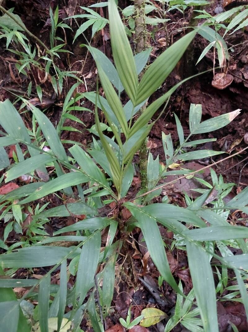 Dypsis catatiana habit