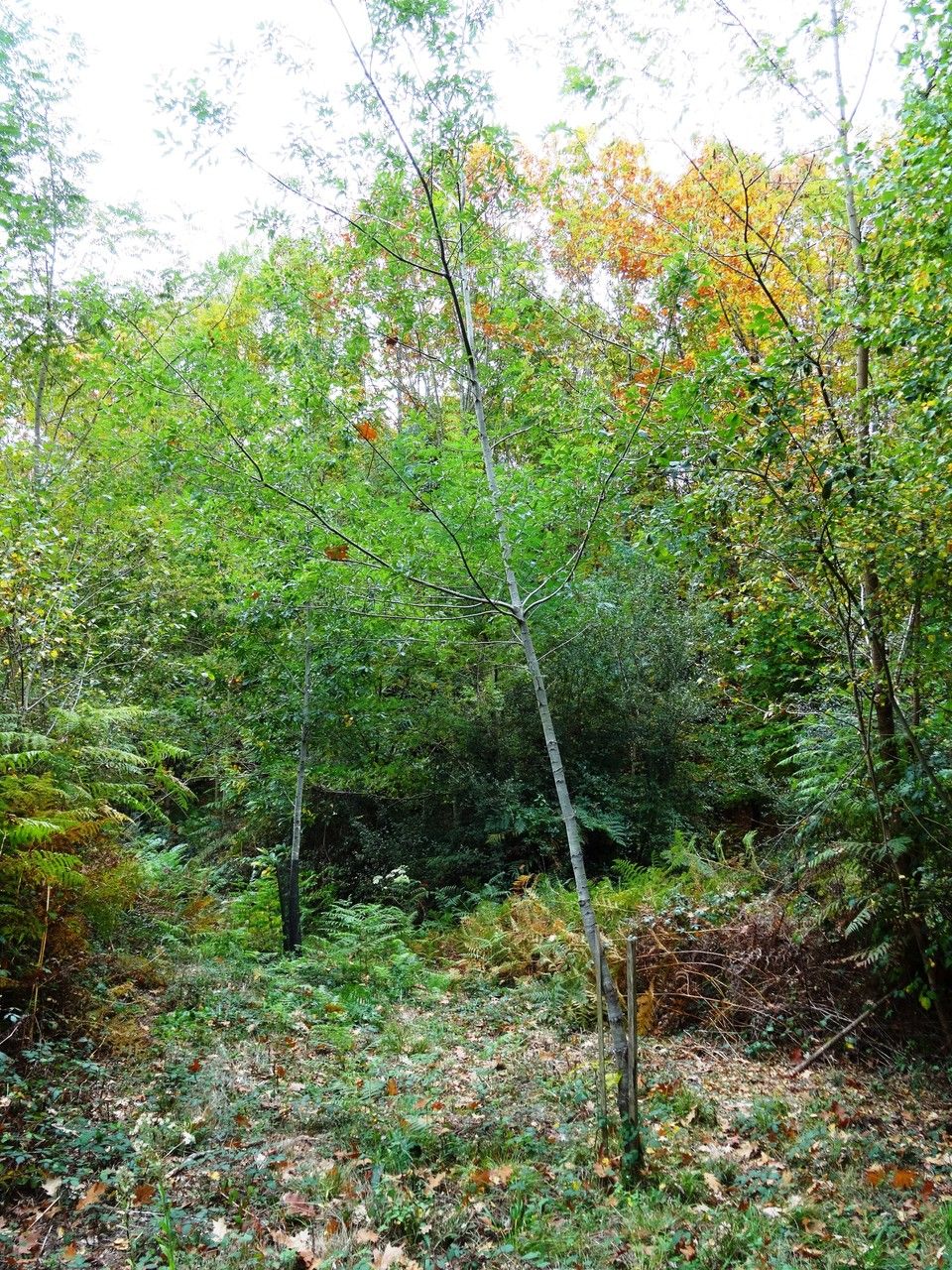 Quercus canbyi habit