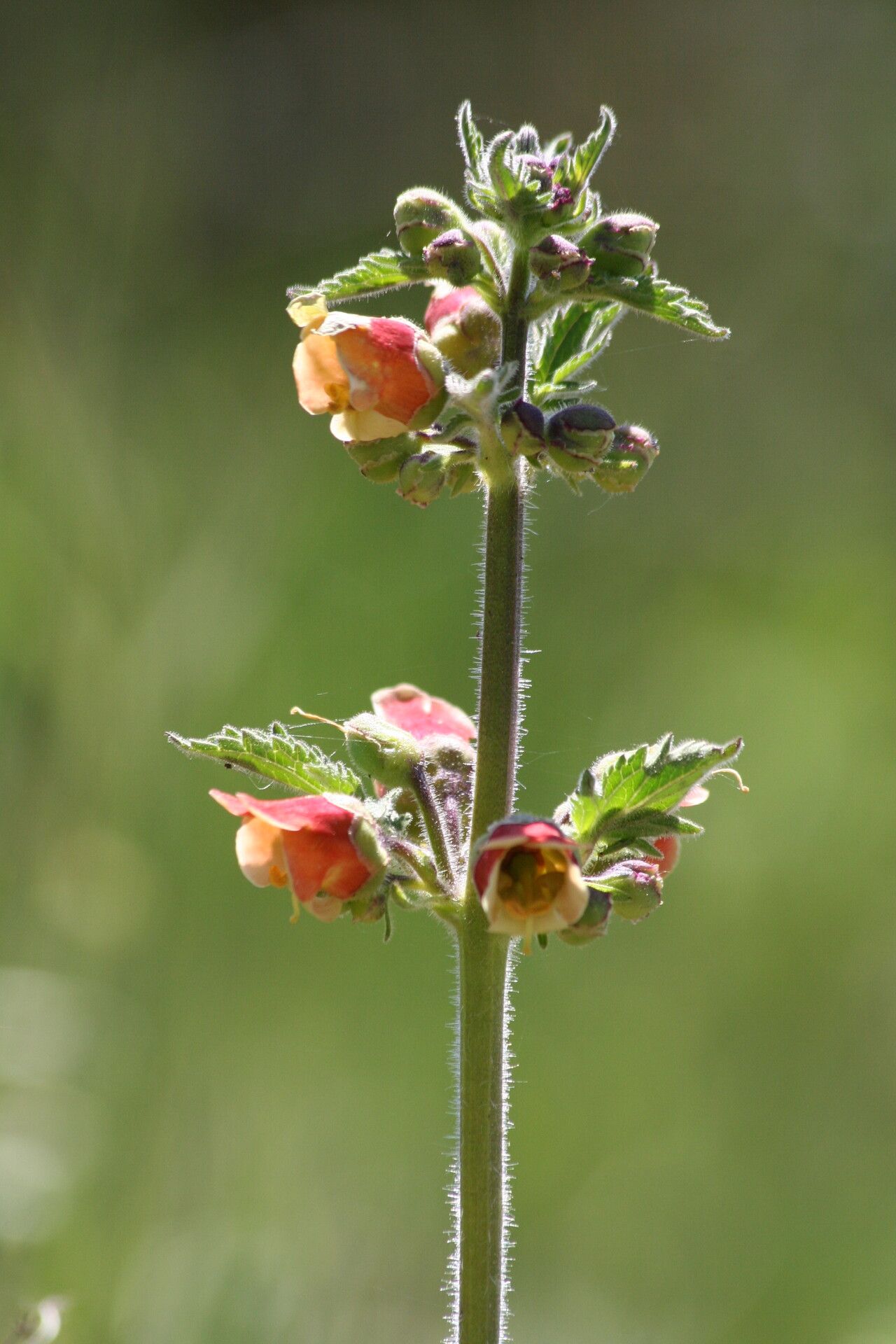 Scrophularia grandiflora flower