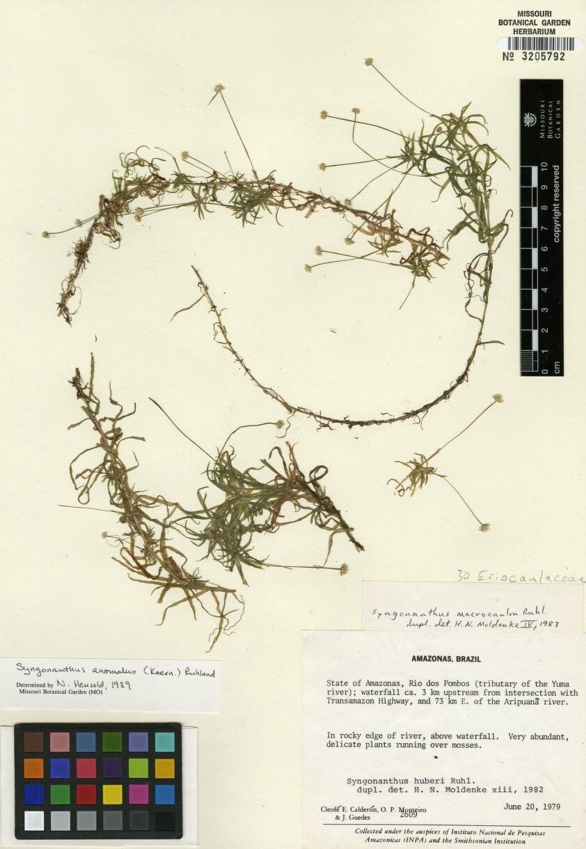 Syngonanthus anomalus — related species from the same genus