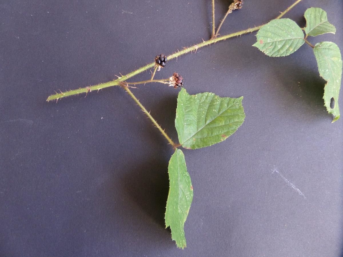 Rubus morvennicus flower