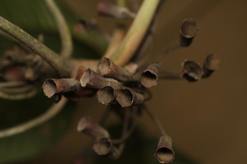 Duroia aquatica flower