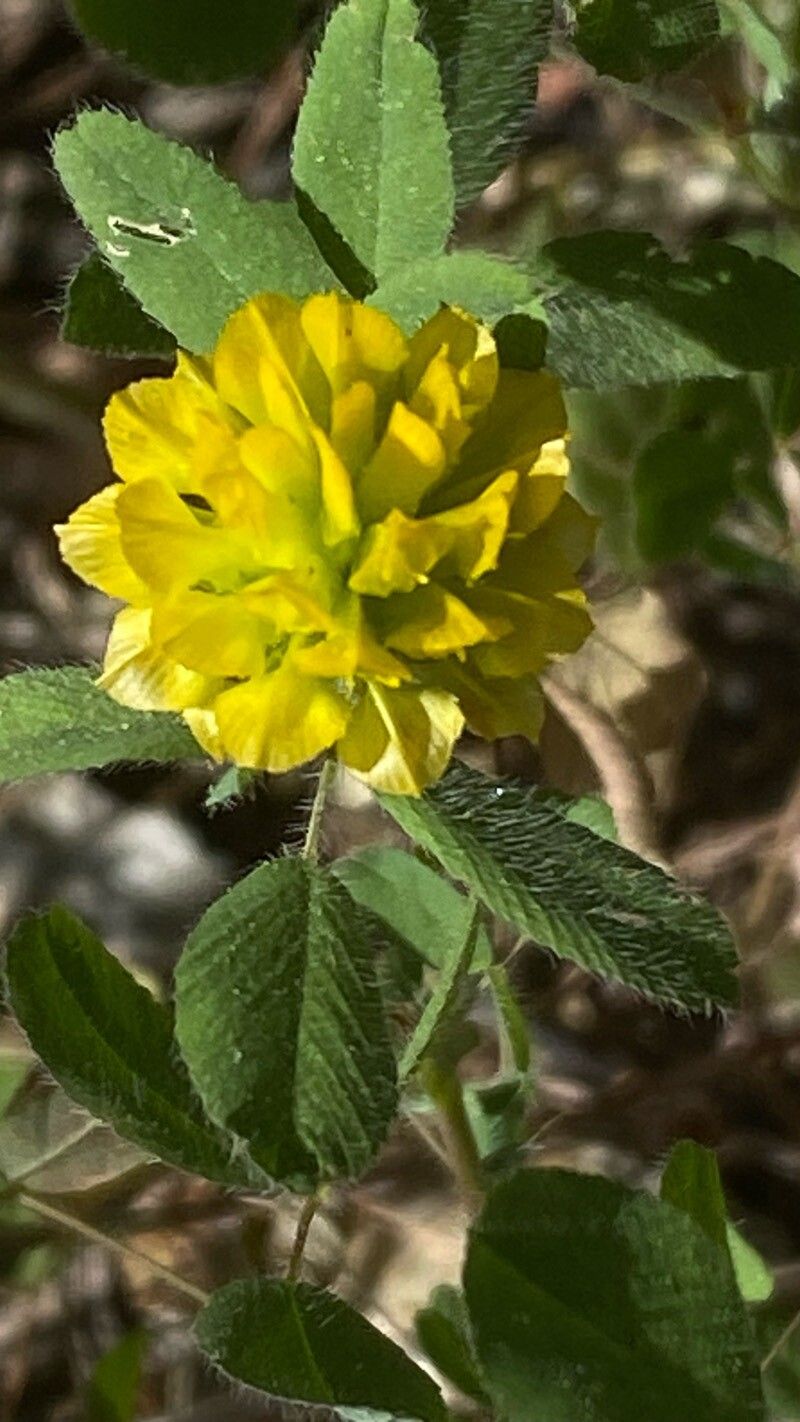 Trifolium boissieri flower