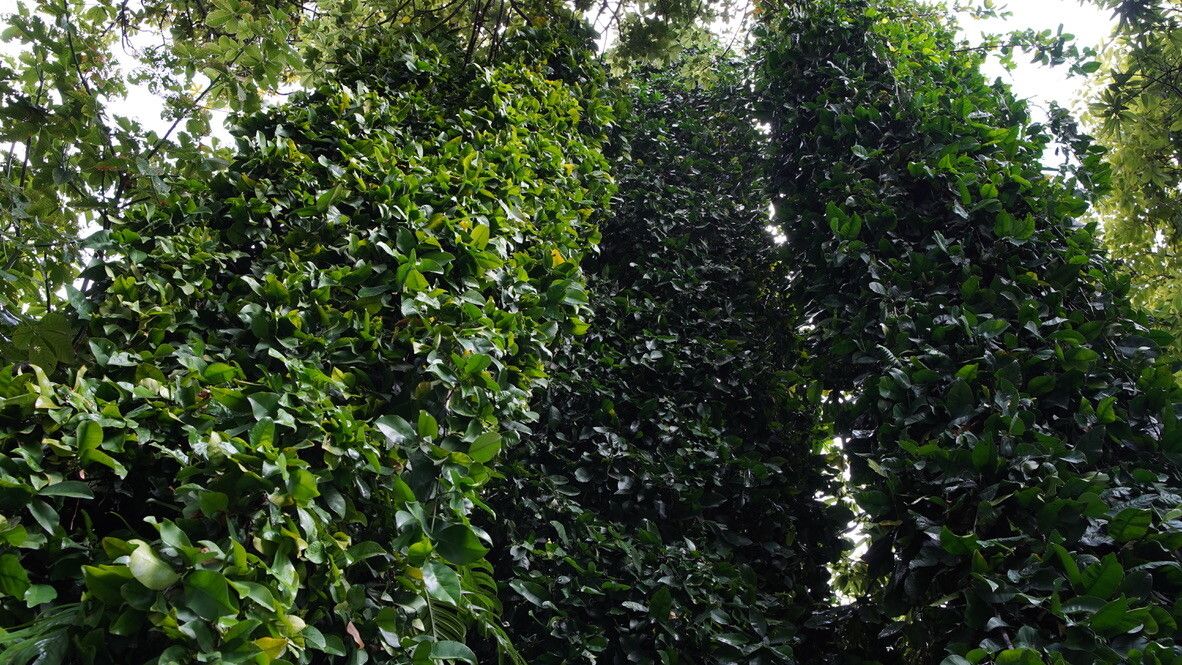 Garcinia dumosa habit