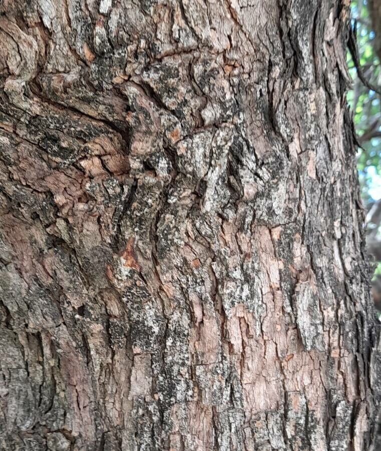 Celtis pallida bark