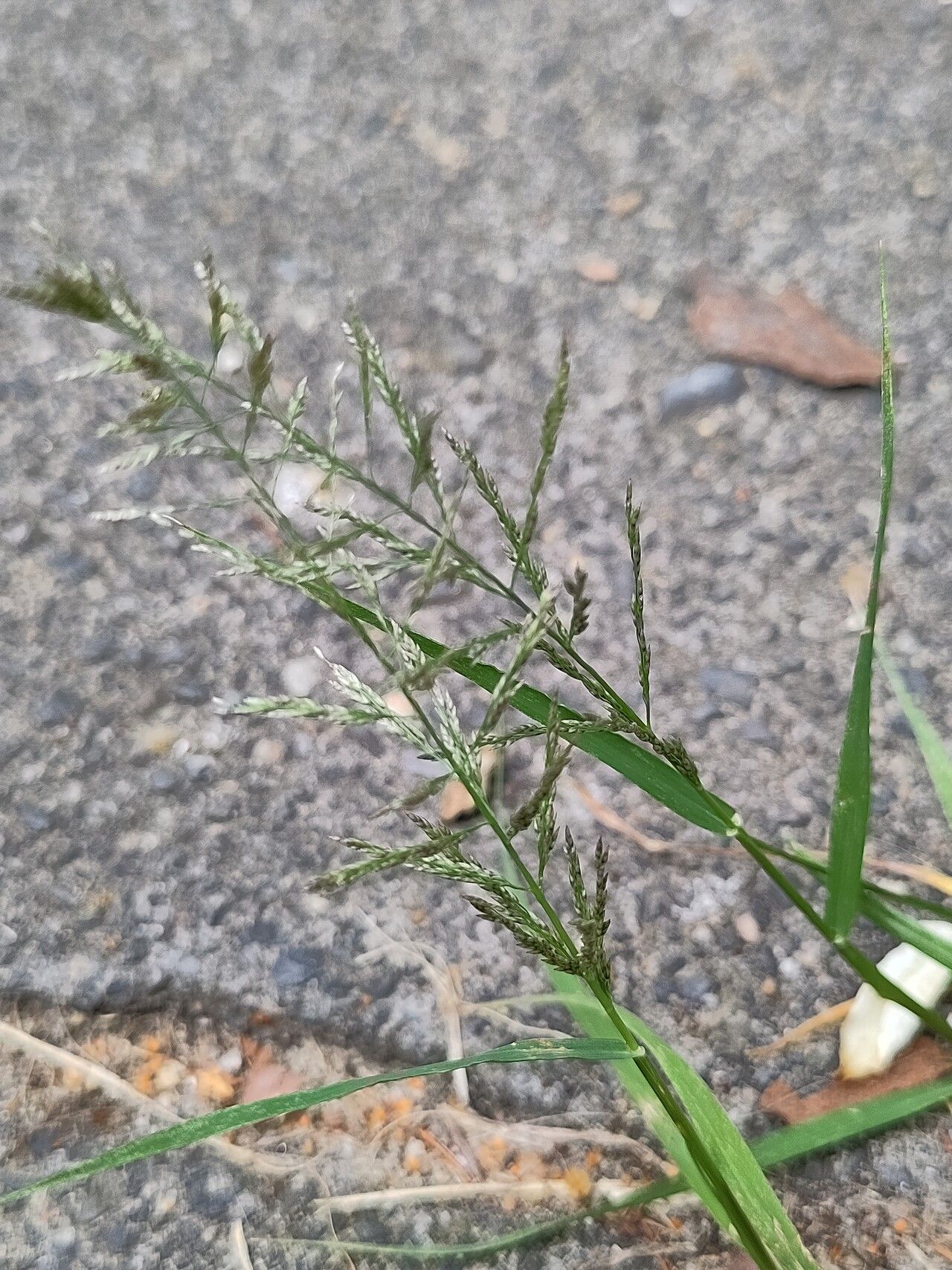 Eragrostis multicaulis flower