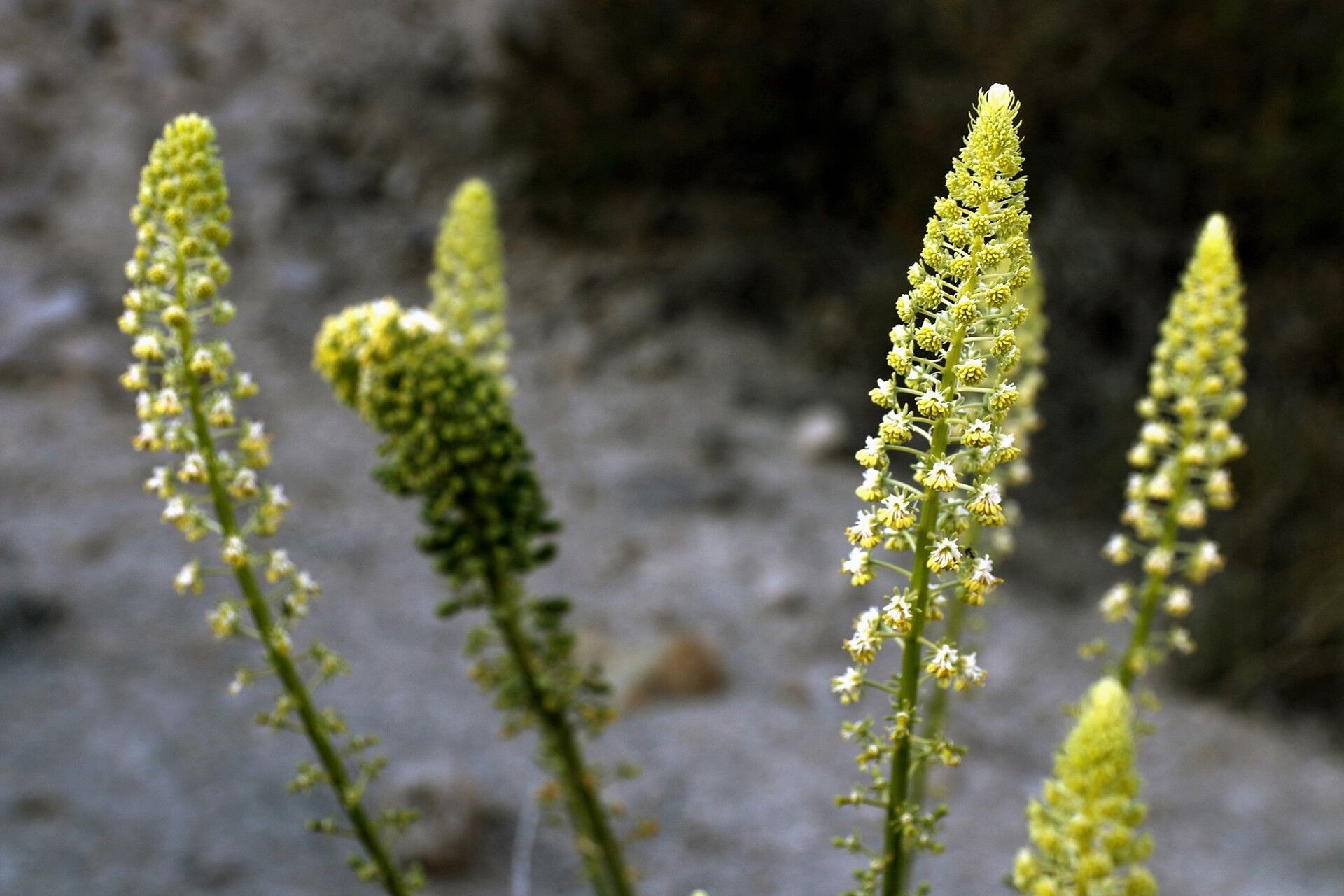 Reseda lanceolata flower
