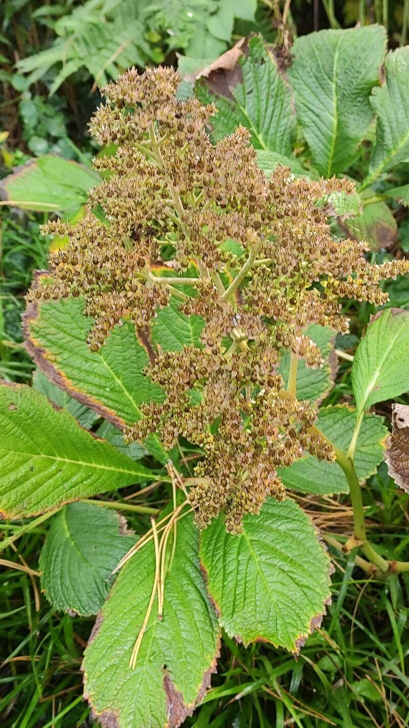 Rodgersia aesculifolia flower