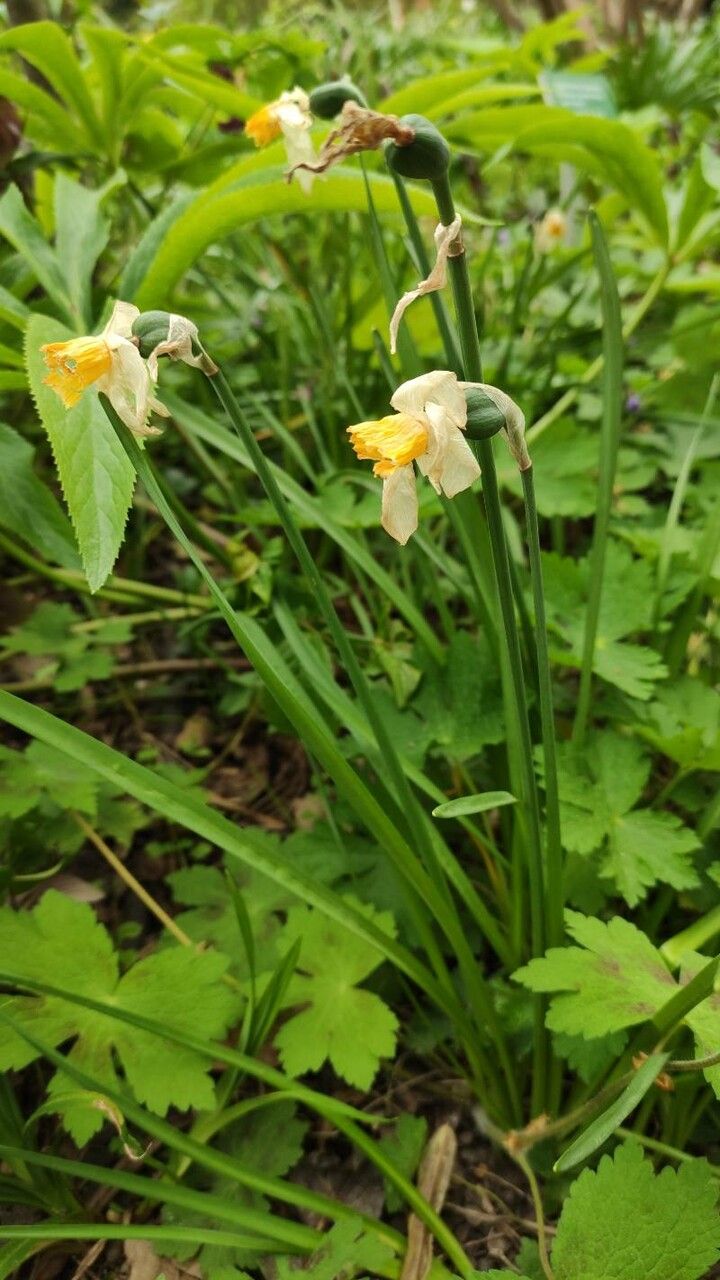 Narcissus cyclamineus habit