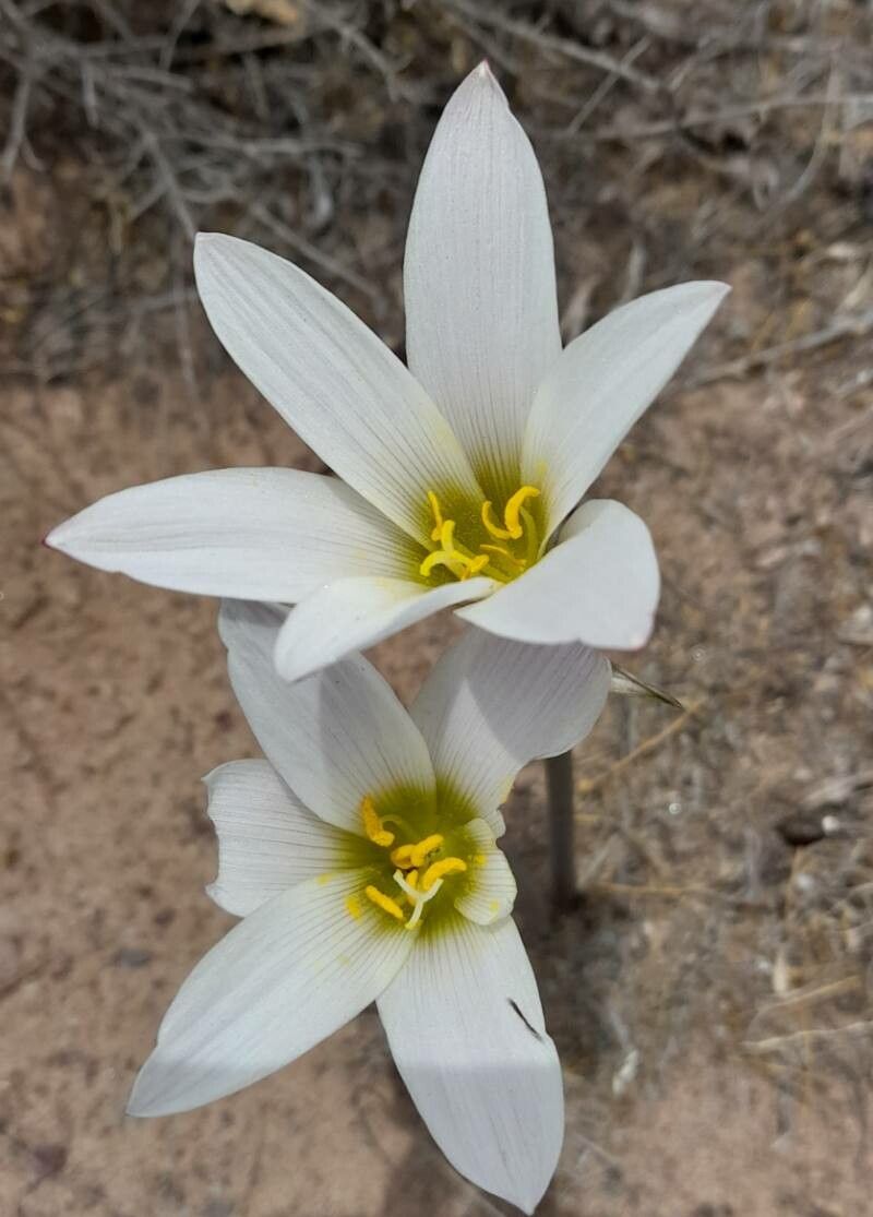 Zephyranthes andalgalensis — houseplant care guide