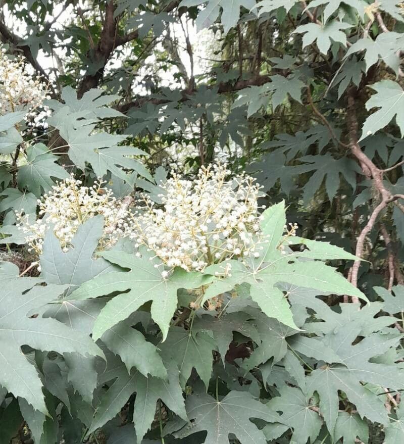 Oreopanax kuntzei flower