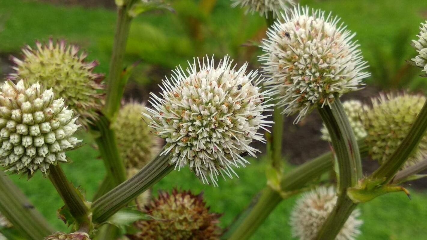 Eryngium humboldtii flower