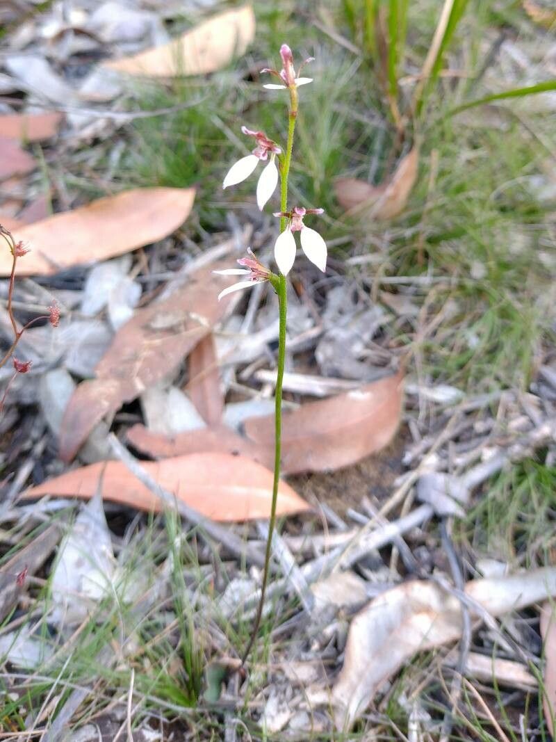 Eriochilus cucullatus habit