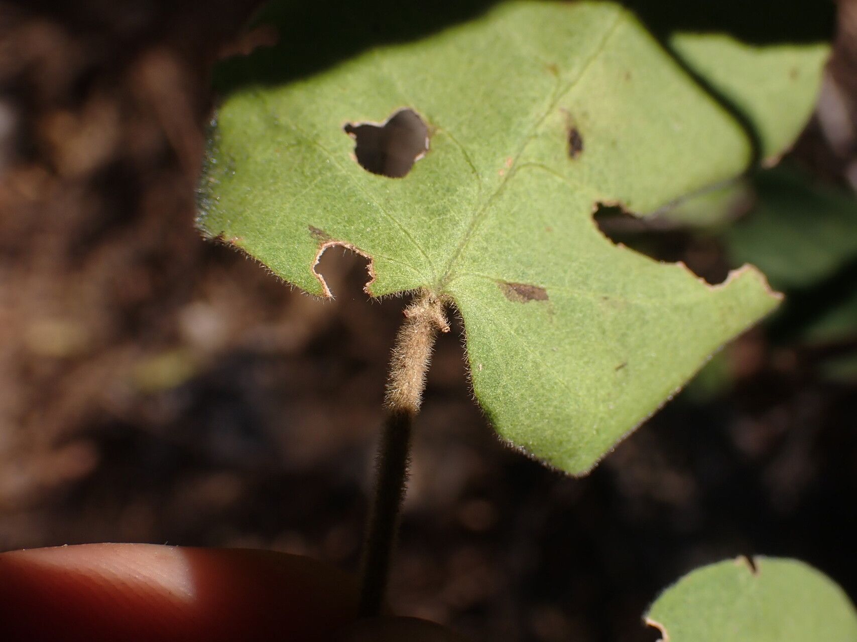 Croton mavoravina — houseplant care guide