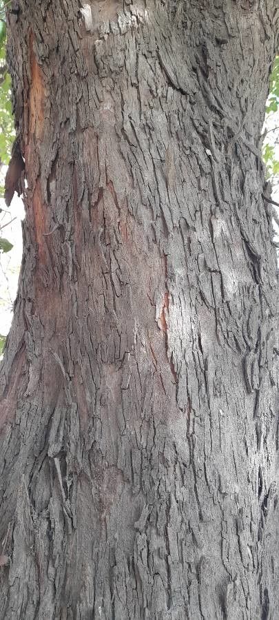 Ruprechtia laxiflora bark