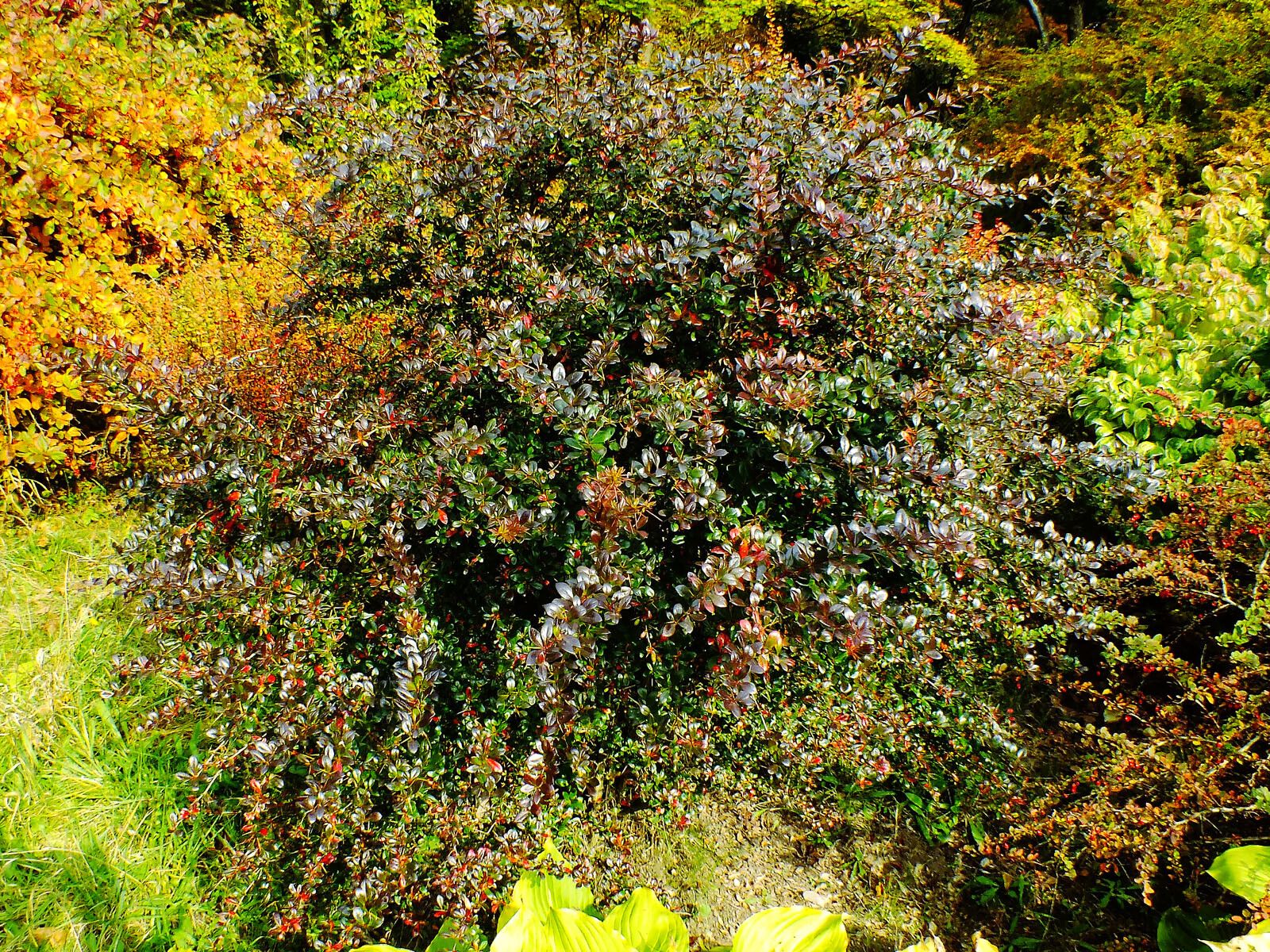 Berberis amurensis habit