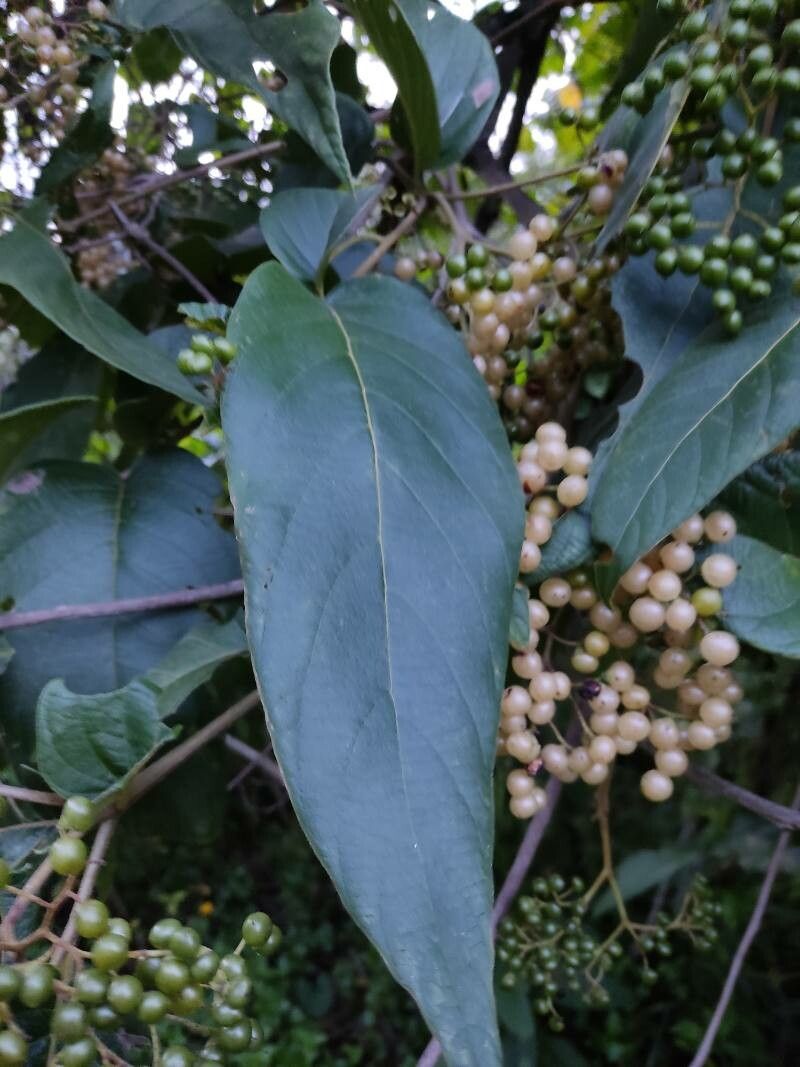 Cordia sulcata leaf