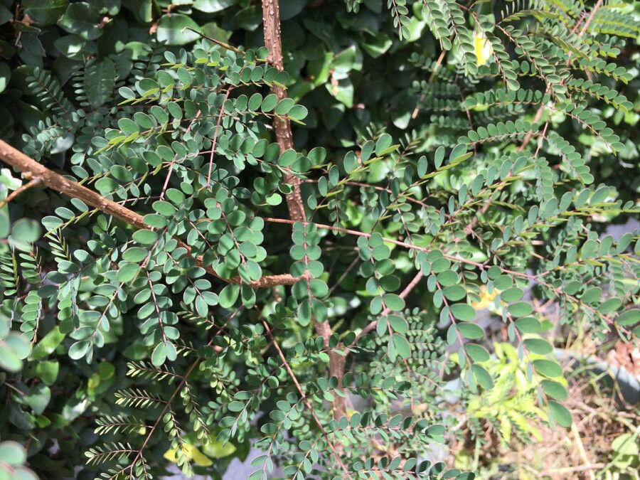 Albizia guillainii — search result for 'Albizia'