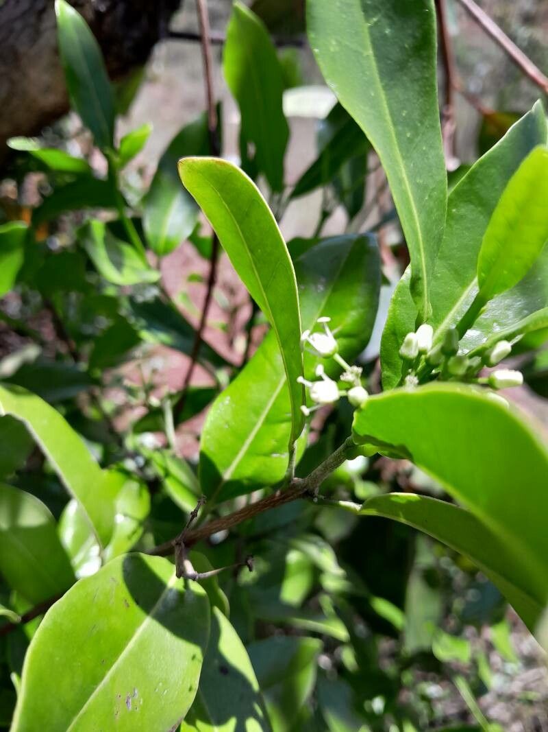 Melicope madagascariensis flower