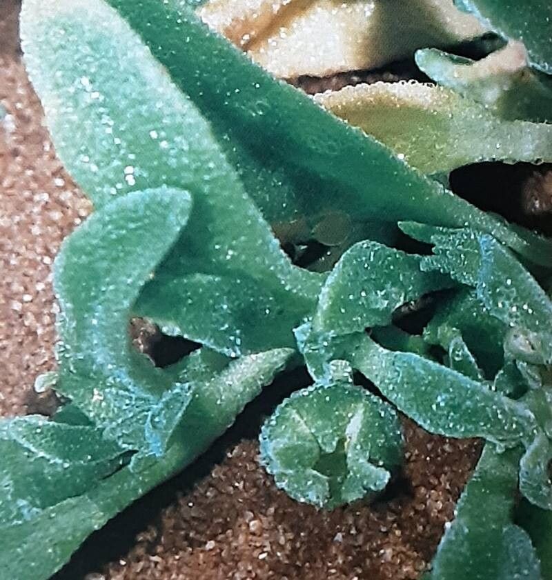 Cleretum papulosum — related species from the same genus