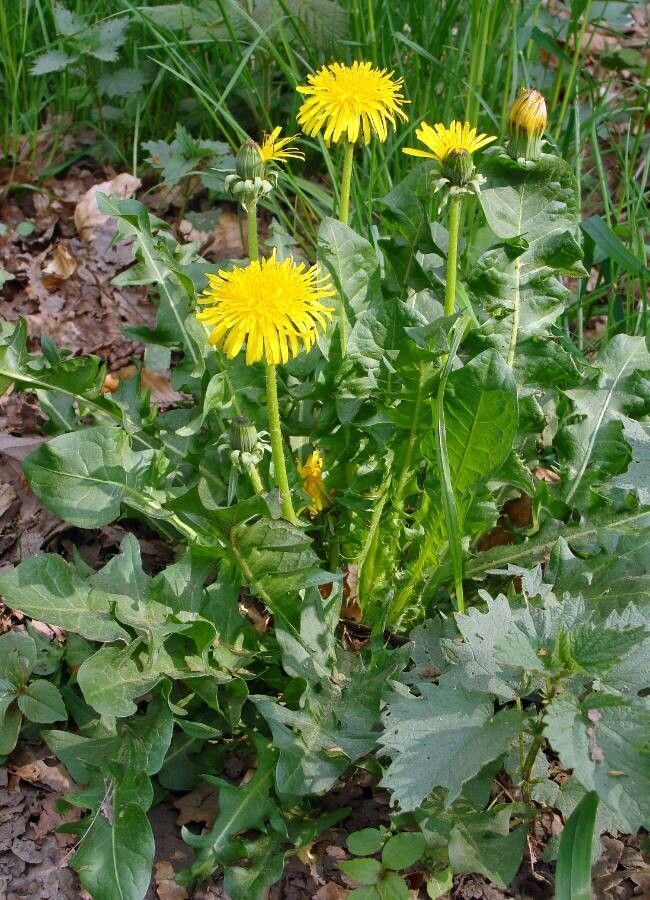 Taraxacum officinale leaf