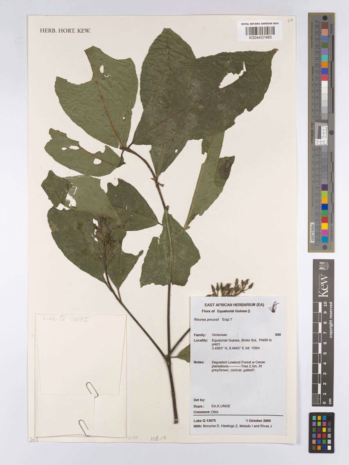 Rinorea preussii — houseplant care guide