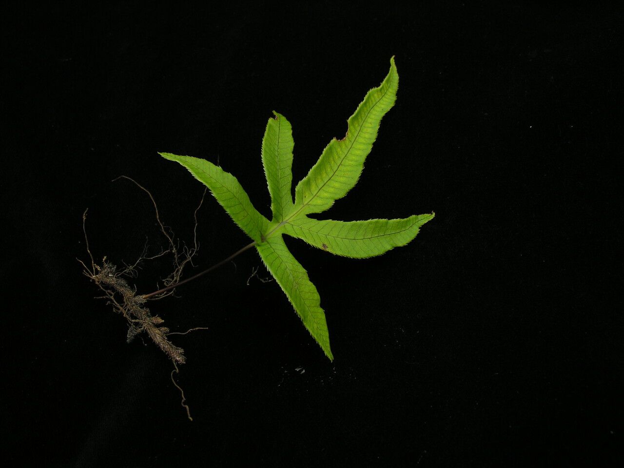 Selliguea malacodon habit