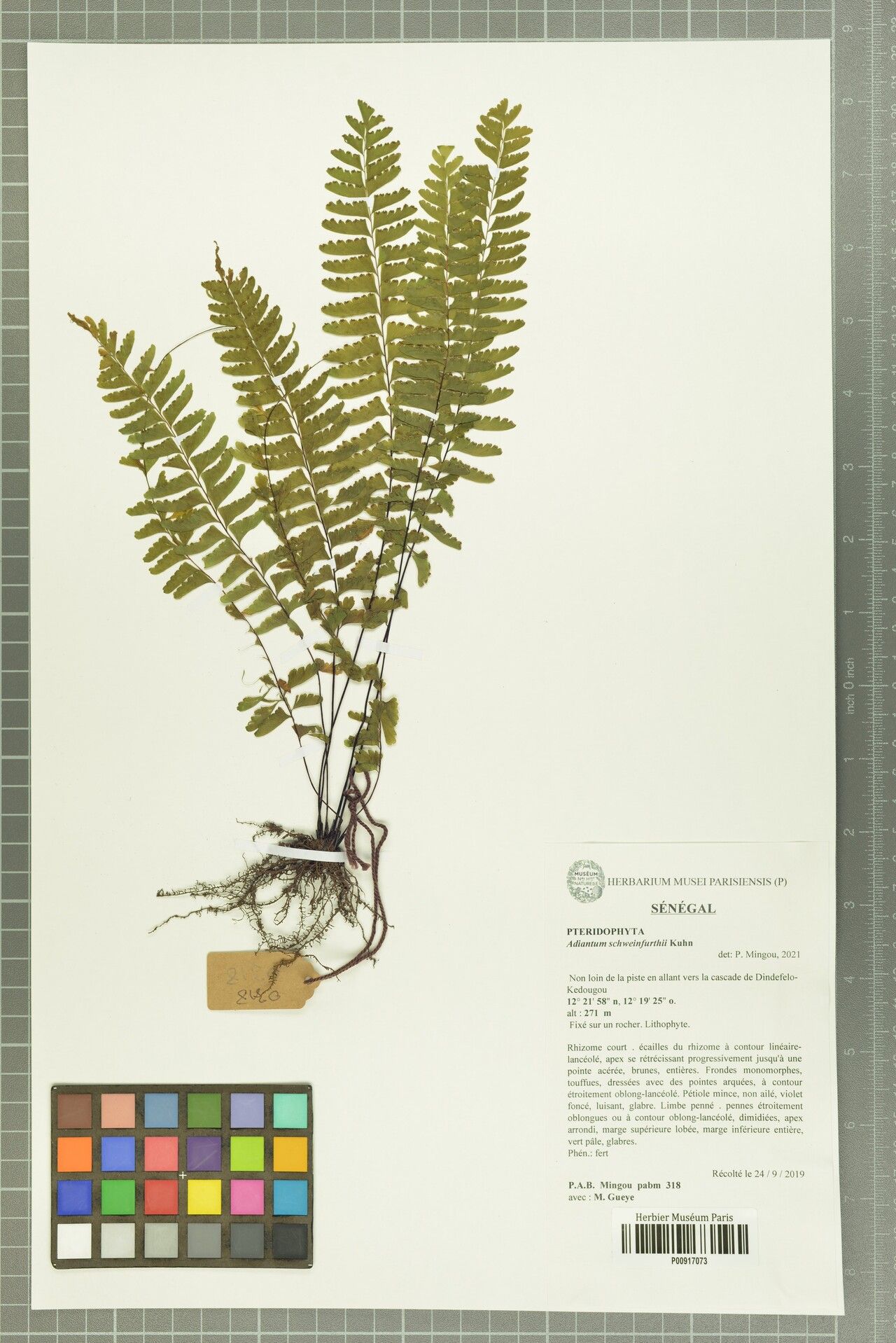 Adiantum schweinfurthii — houseplant care guide