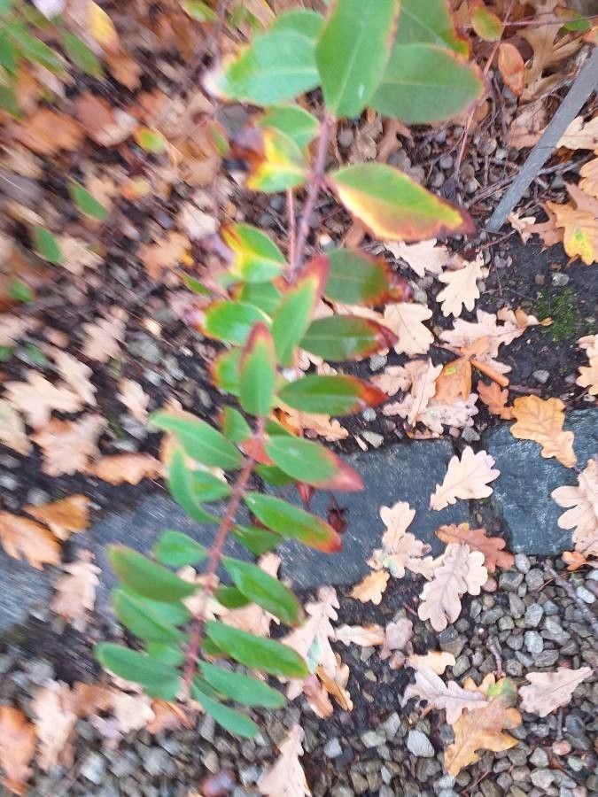 Hypericum beanii — search result for 'Hypericaceae'