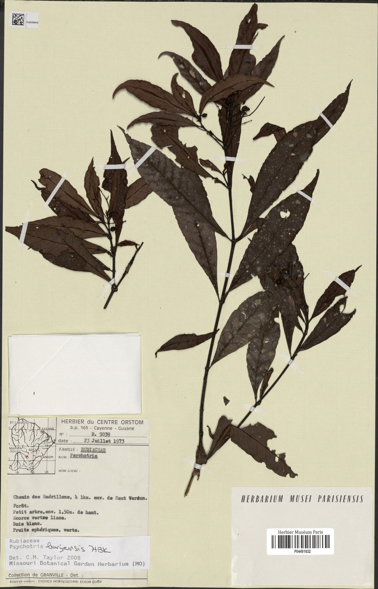 Psychotria barensis — houseplant care guide