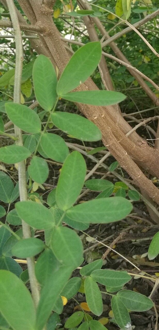 Senna bicapsularis leaf