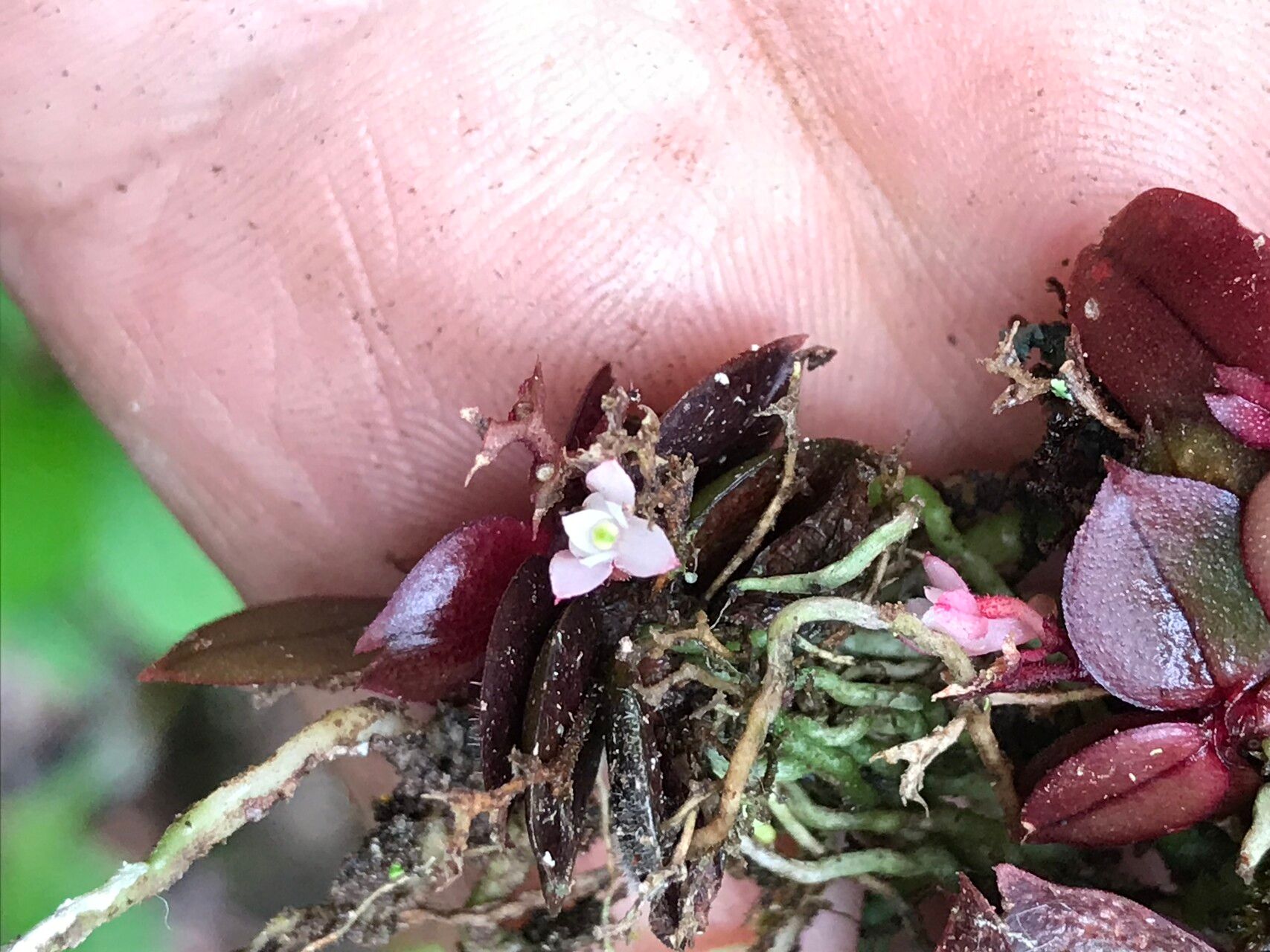 Angraecum rubellum flower