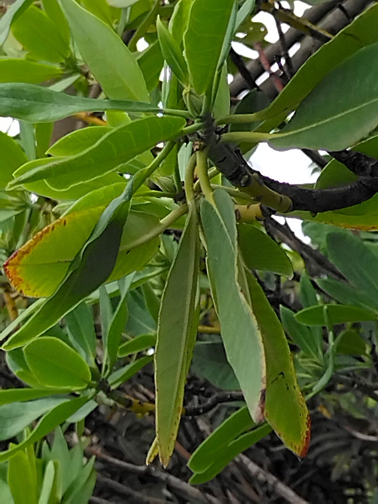 Rhododendron discolor leaf