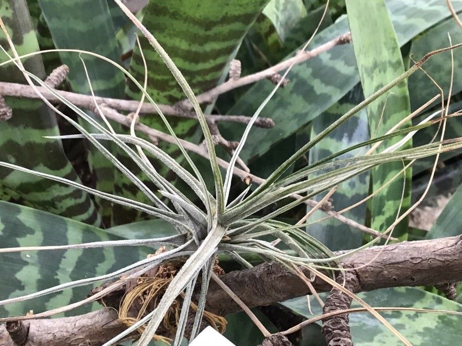 Tillandsia schiedeana — search result for 'Venezuela'