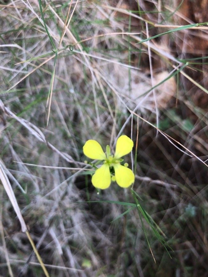 Diplotaxis harra flower