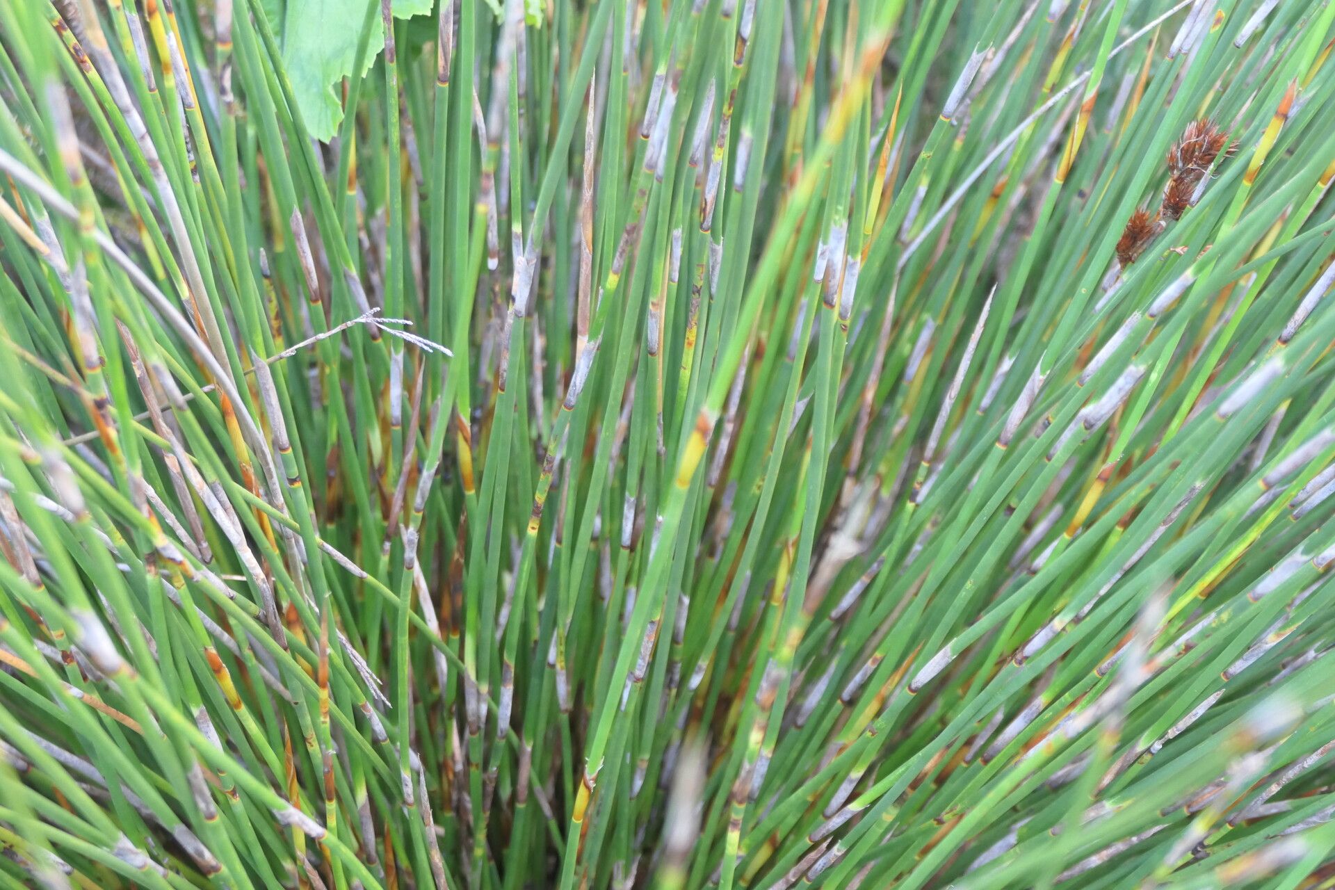 Thamnochortus lucens bark