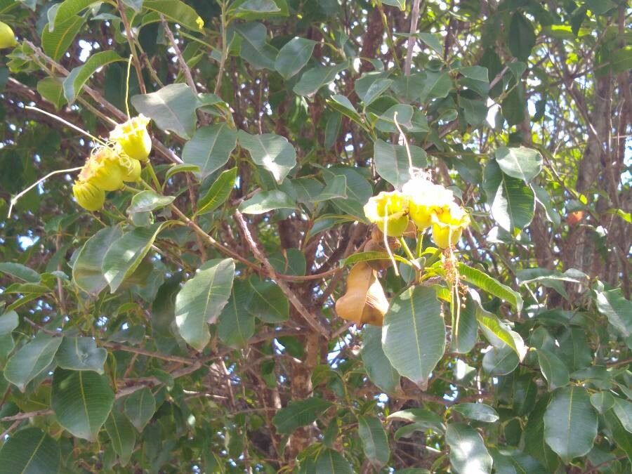 Lafoensia pacari flower