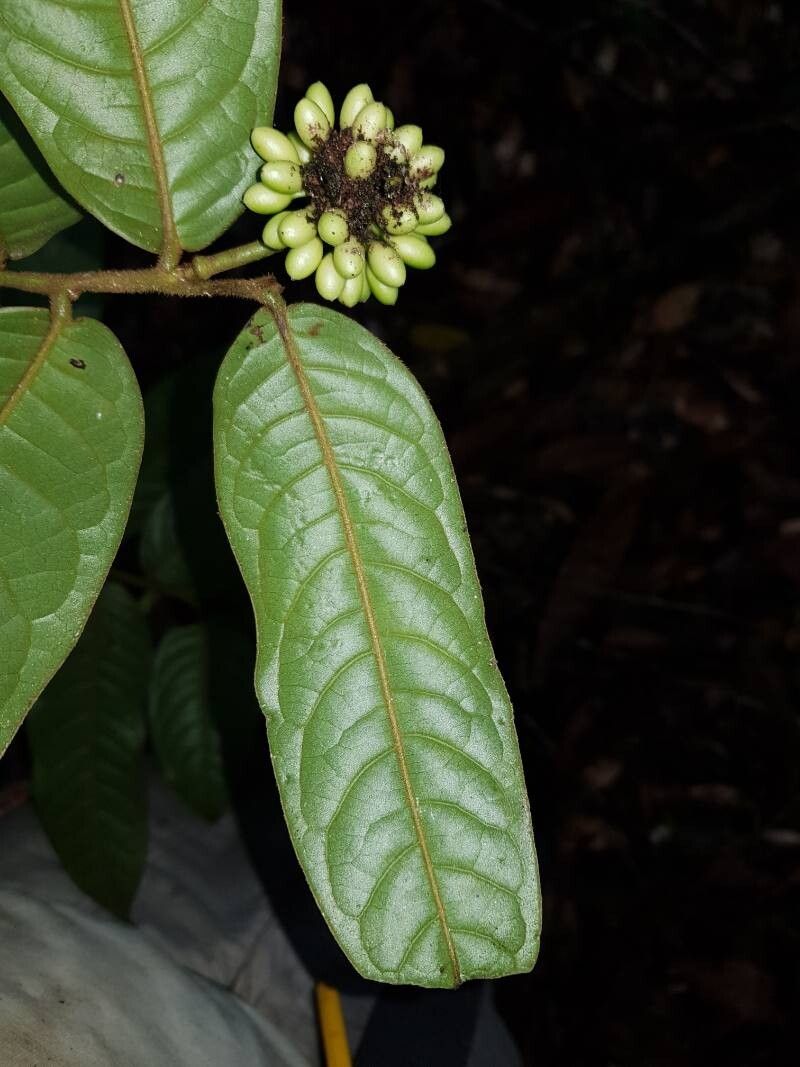 Guatteria pudica leaf