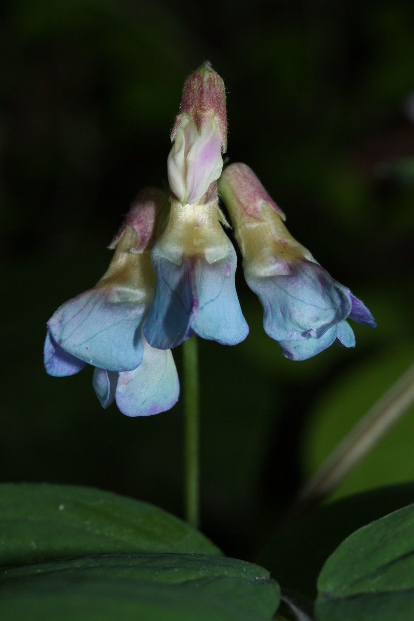 Lathyrus nevadensis — search result for 'Lathyrus'