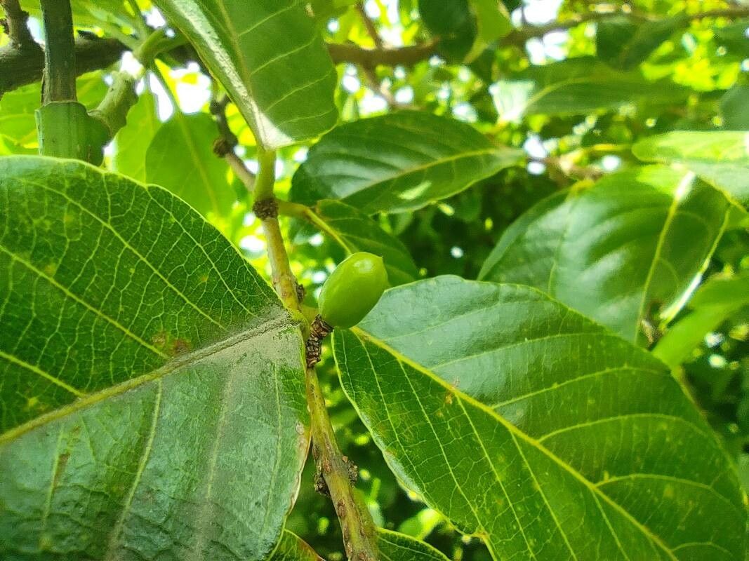 Bridelia micrantha fruit