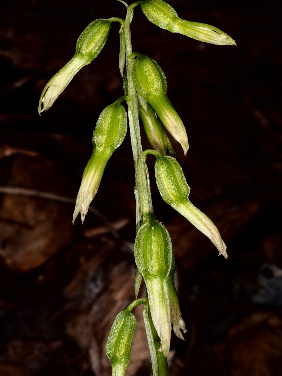 Nervilia aragoana fruit