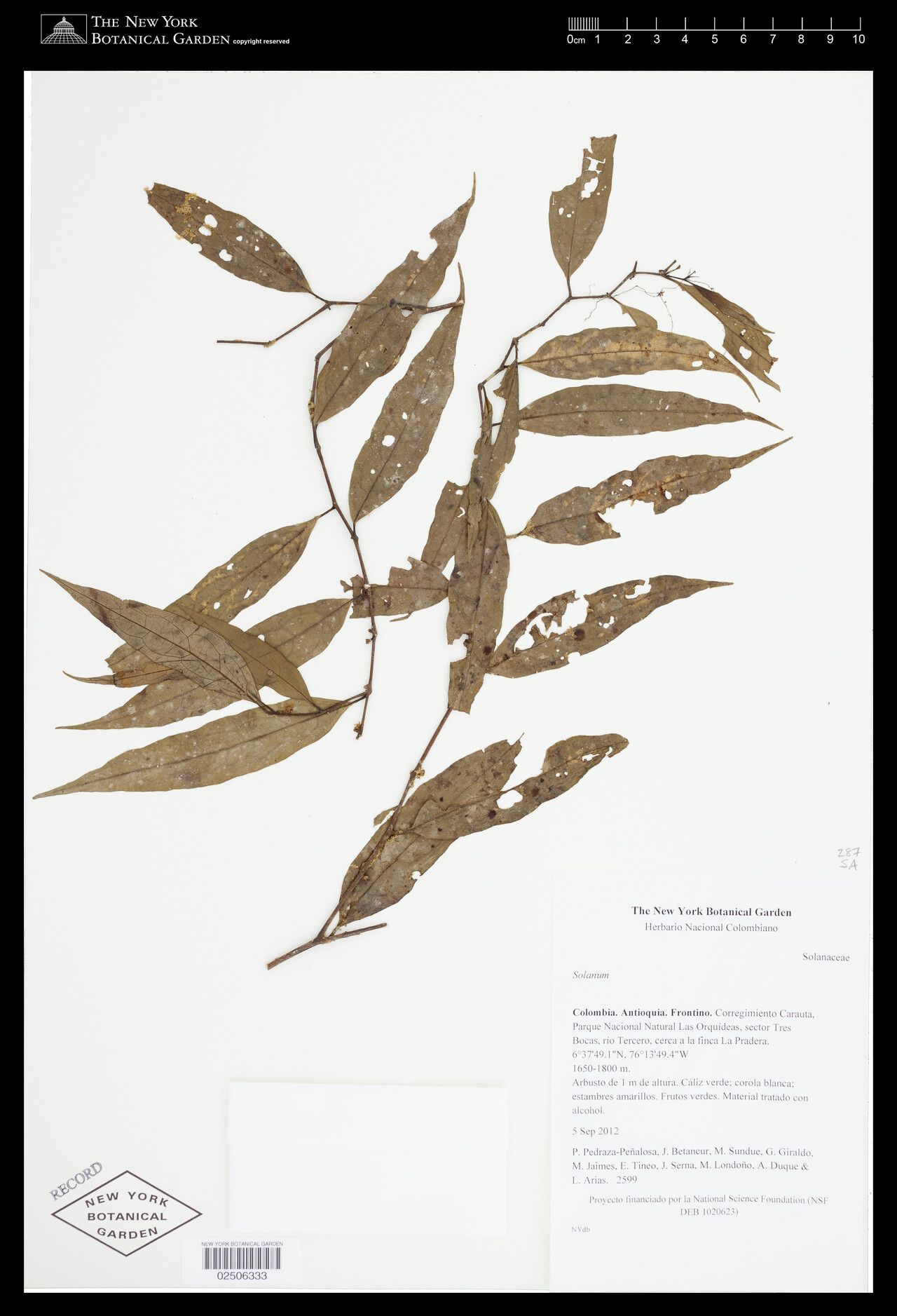 Solanum dolosum — houseplant care guide