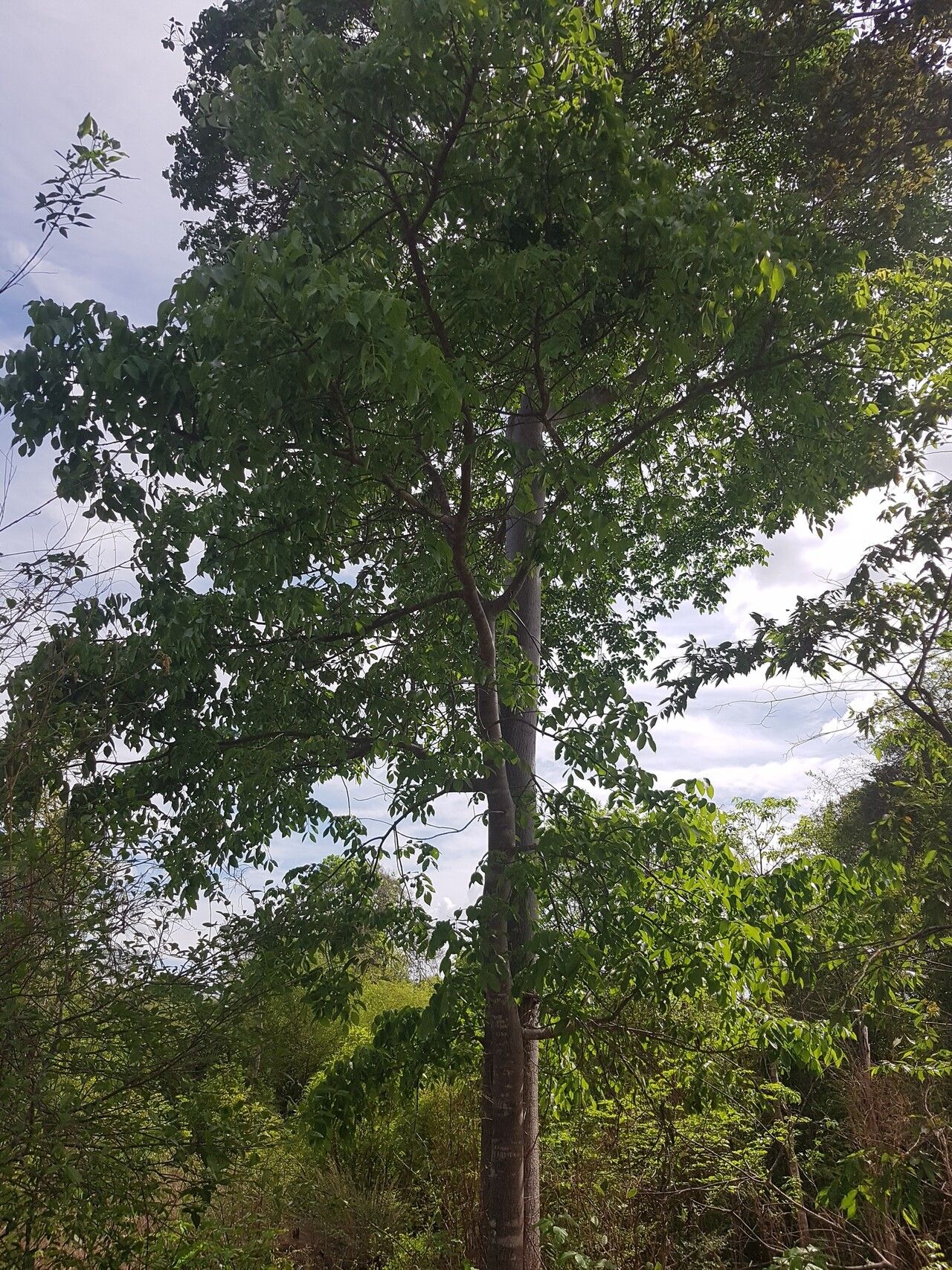 Poupartia silvatica habit