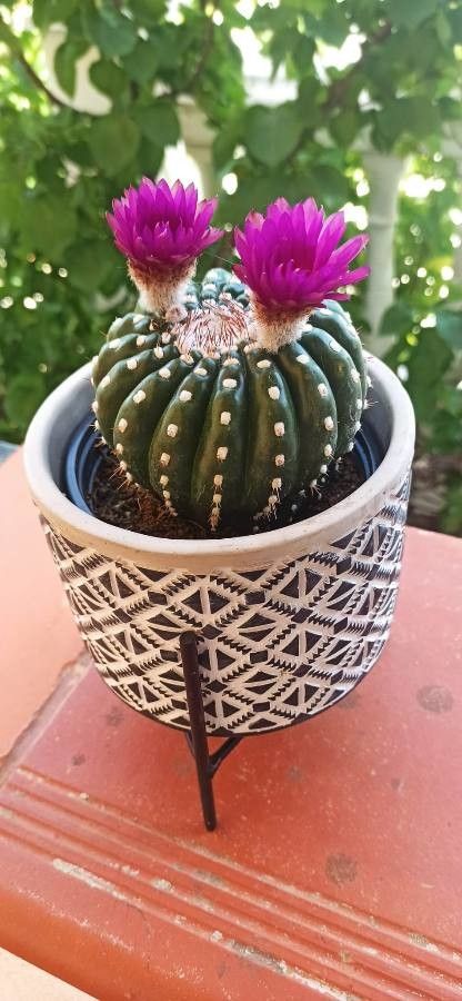 Astrophytum asterias fruit
