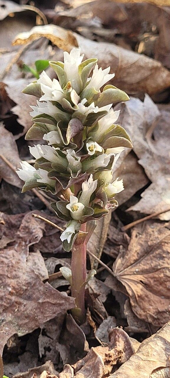 Obolaria virginica flower